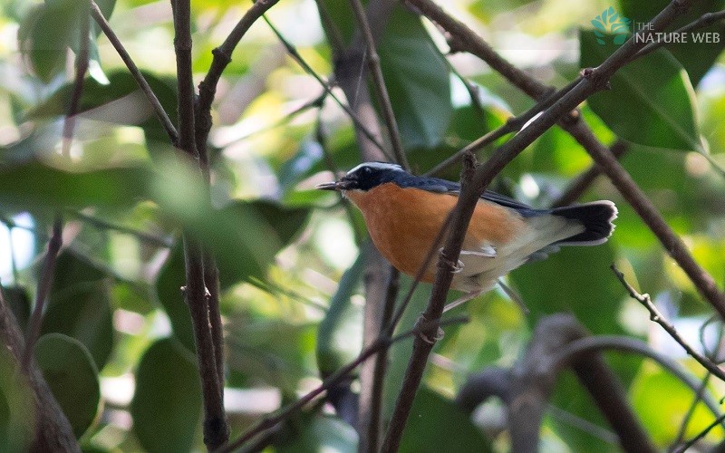 Indian Blue Robin